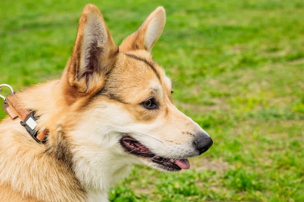 Cão Corgi focinho de close-up de cor vermelha