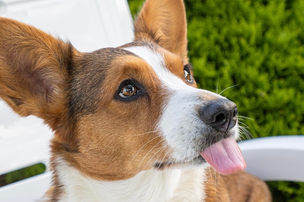 Cão corgi galês Pembroke Cute cão de raça pura Cão caminhando Temas de animais