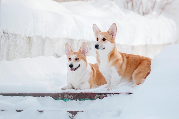 Cão Corgi na neve. Cão no inverno. Cão na natureza. Cão Corgi em uma caminhada de inverno