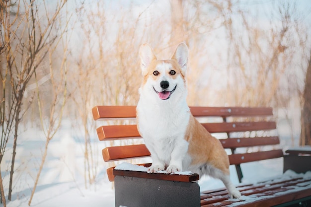 Cão Corgi na neve. Cão no inverno. Cão na natureza. Cão Corgi em uma caminhada de inverno