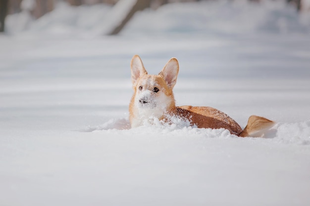 Cão Corgi na neve. Cão no inverno. Cão na natureza. Cão Corgi em uma caminhada de inverno