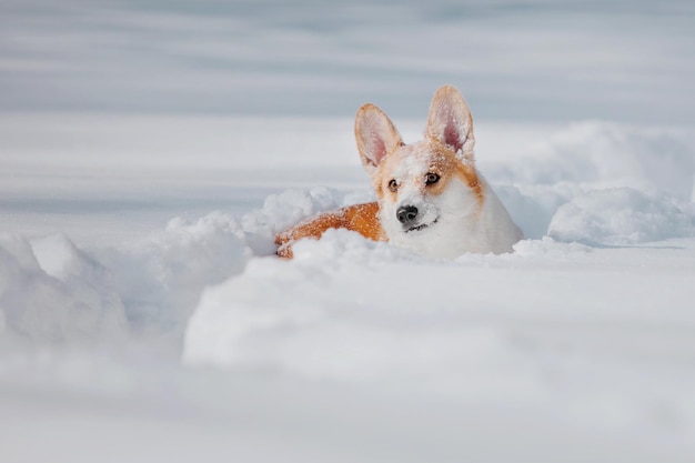 Cão Corgi na neve. Cão no inverno. Cão na natureza. Cão Corgi em uma caminhada de inverno