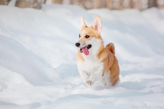 Cão Corgi na neve. Cão no inverno. Cão na natureza. Cão Corgi em uma caminhada de inverno