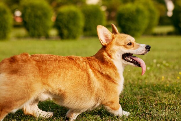 Cão corgi pembroke welsh corgi caminhando ao ar livre no parque de verão