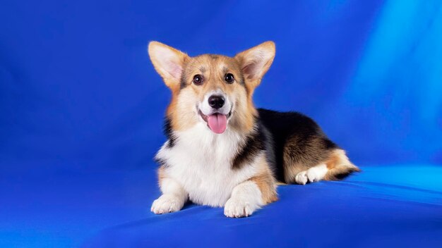 Cão Corgi Puppy em close-up depois de cuidados em um salão de beleza de animais em fundo azul