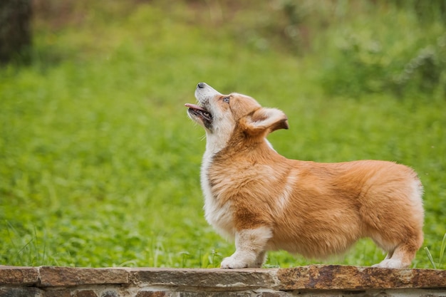 Cão Corgi senta-se em um caminho com as orelhas levantadas