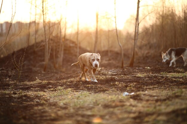 Foto cão correndo em um campo