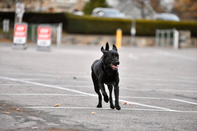 Cão correndo na estrada na cidade