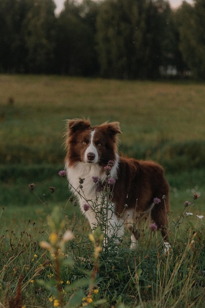 Cão correndo no campo