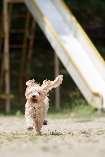 Cão correndo no playground
