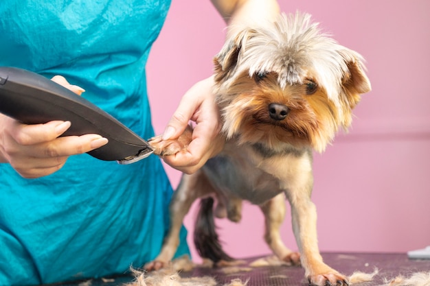 Cão corta cabelo no Pet Spa Grooming Salon.