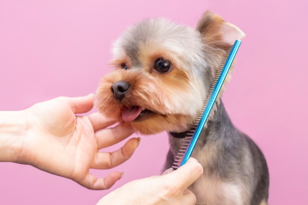 Cão corta cabelo no Pet Spa Grooming Salon.