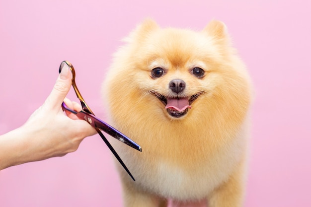 Cão corta cabelo no Pet Spa Grooming Salon.