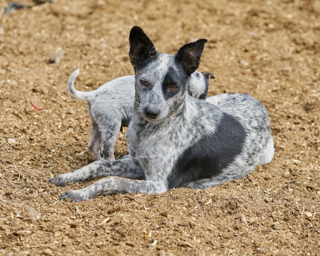 Cão criado para guardar vacas na vida rural do conceito de fazenda