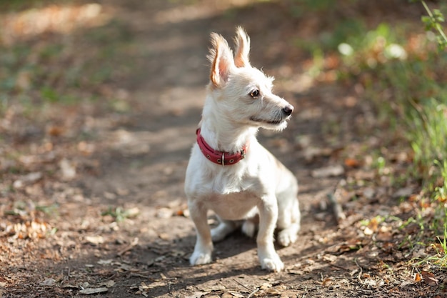 Cão curioso e fofo com coleira ialone na floresta de outono