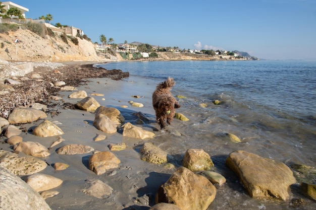 Cão d'água espanhol brincando na praia de Almadrava El Campello Alicante Espanha
