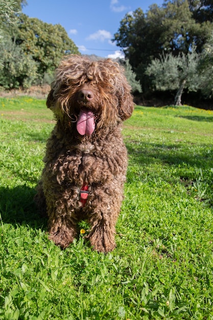 Cão d'água espanhol em campo