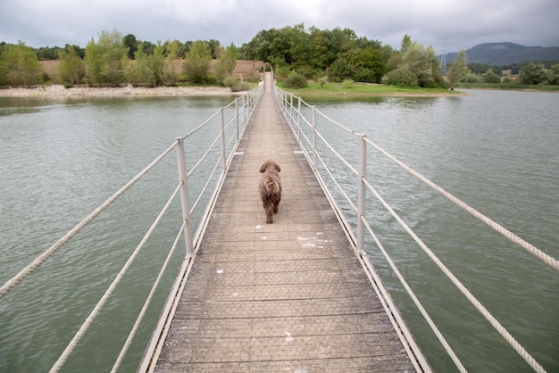 Cão d'água espanhol indo embora na ponte Espanha