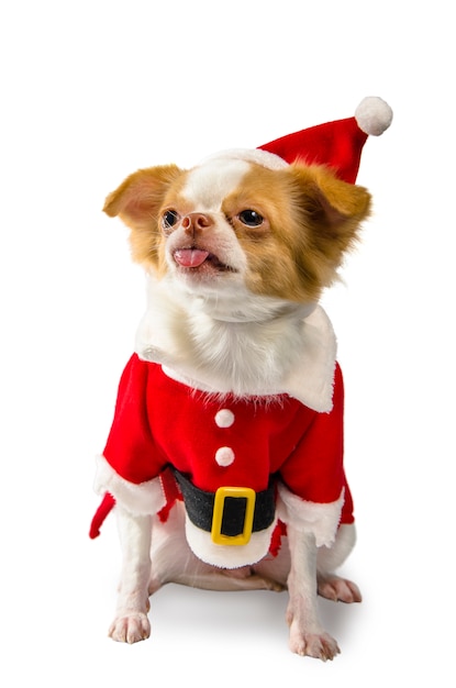 Cão da chihuahua no traje do Natal no fundo branco.