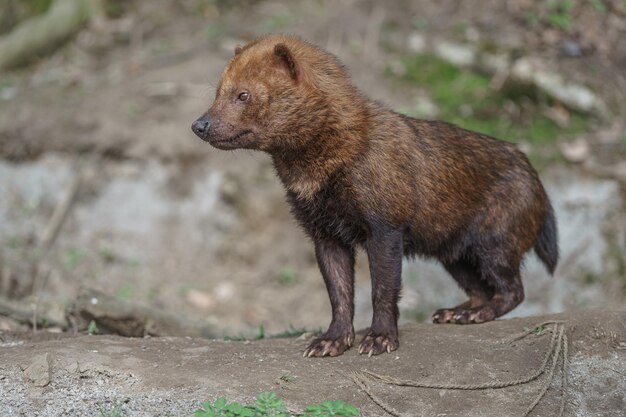 Cão da floresta