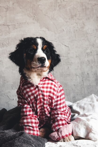 Cão da montanha bernese fofo com camisa vermelha no cobertor