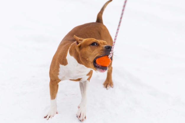 Cão da pedigree de brown que joga com a bola alaranjada na neve em uma floresta. staffordshire terrier