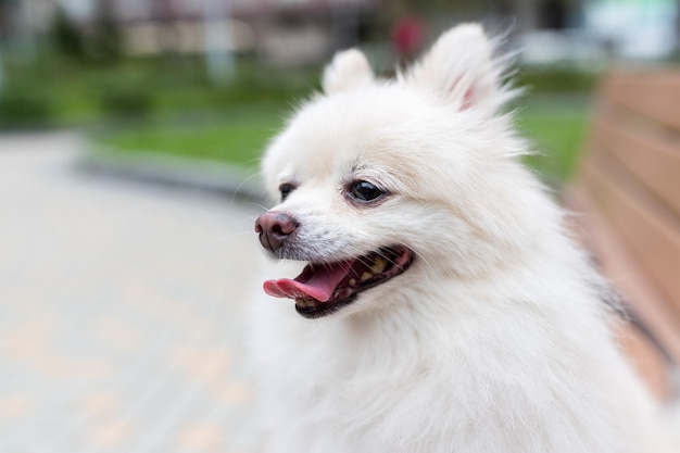 Cão da Pomerânia ao ar livre