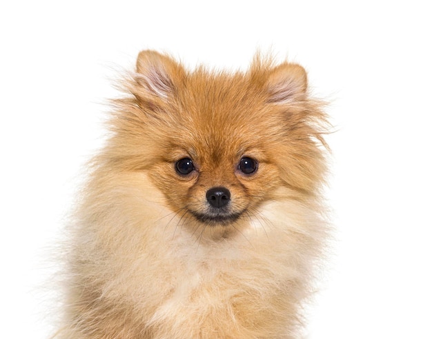 Foto cão da pomerânia isolado em branco