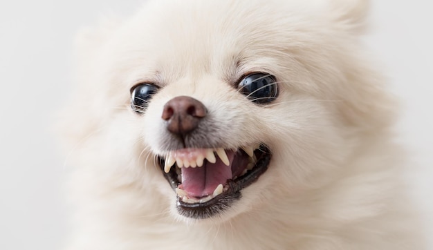 cão da pomerânia latindo