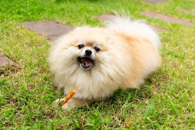 Foto cão da pomerânia mastigando um osso em fundo de grama verde