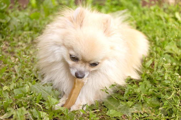 Cão da Pomerânia mastigando um osso no fundo da grama verde