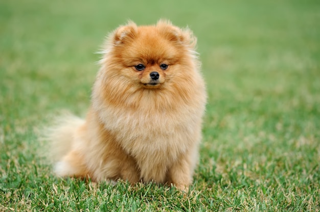 Cão da pomerânia perto da grama verde do verão