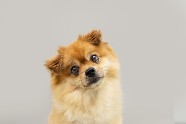 Cão da pomerânia retrato inclinando o lado da cabeça. Isolado em fundo cinza