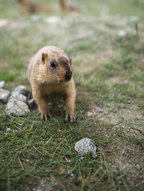 Foto cão da pradaria leh ladakh índia