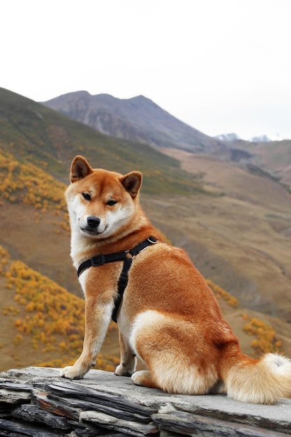 Foto cão da raça akita inu está sentado em uma pedra em um fundo de montanhas de outono paisagem