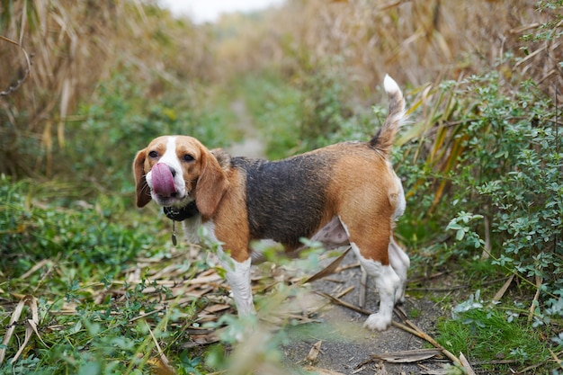 cão da raça Beagle em pé na grama verde