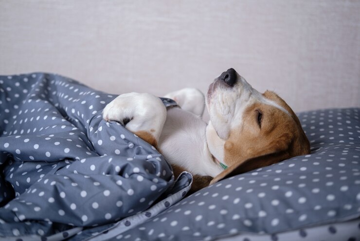 Foto cão da raça beagle engraçado deitado na cama com as patas no travesseiro debaixo do cobertor