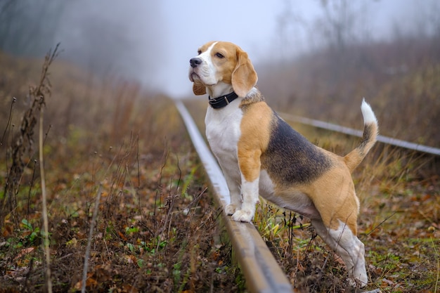 Cão da raça beagle para um passeio no parque de outono em meio a uma névoa espessa