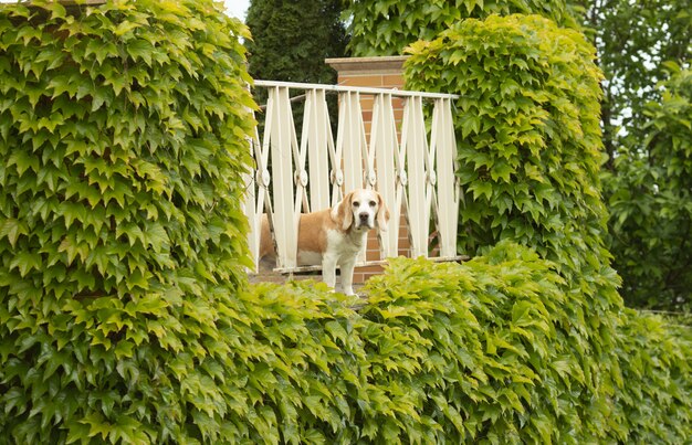 Cão da raça bigle nas folhas verdes.