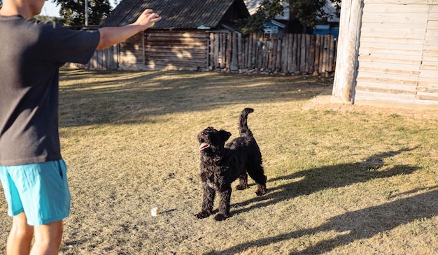 cão da raça Bouvier des Flandres brinca na natureza no quintal