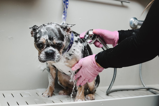 Foto cão da raça bulldog francês está em espuma em um salão de beleza