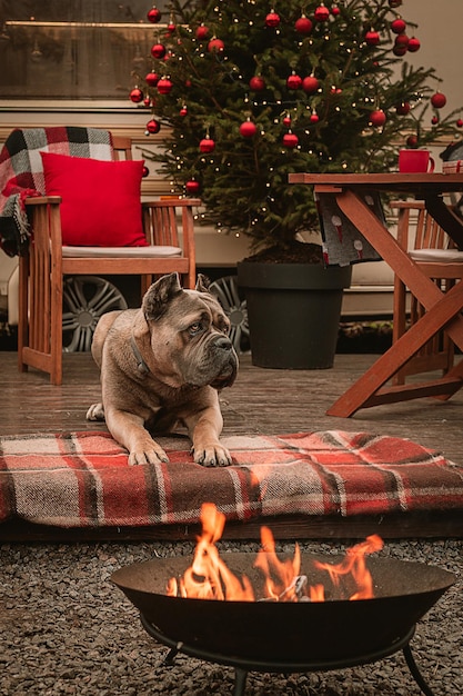 Cão da raça Cane Corso nas férias de ano novo férias de Natal em um motor home O cachorro perto da árvore de Natal recebeu um presente na forma de guloseimas