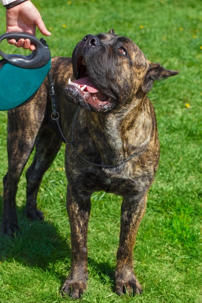 Cão da raça cane corso tigrado em pé