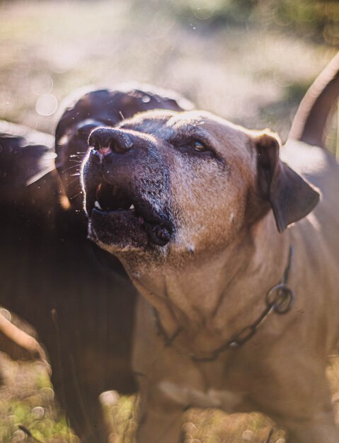 Cão da raça cimarron uruguaio, velho e pardo, em dia de sol no parque.