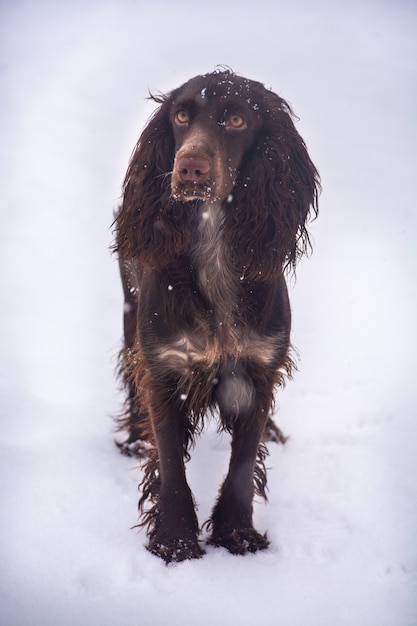 Foto cão da raça de caça russa de perto