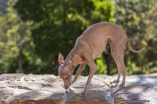 Cão da raça galgo italiano brincando na floresta