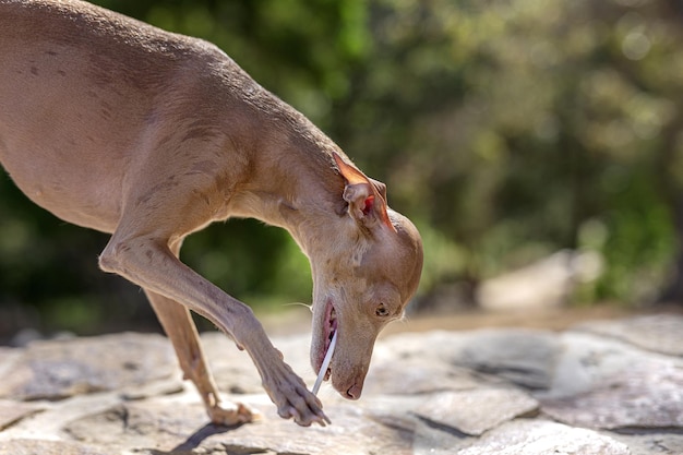 Cão da raça galgo italiano brincando na floresta