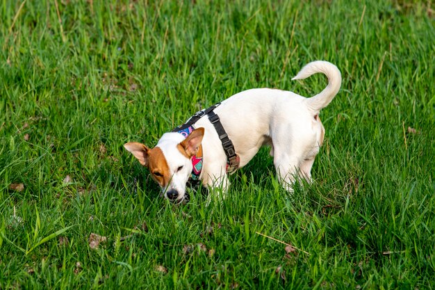 Cão da raça Jack Russell Terrier na floresta na grama verde em um arnês colorido, em pé, encontrando algo na grama verde e mastigando com os olhos semicerrados