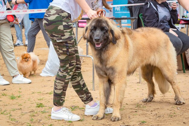 Cão da raça Leonberger na exposição de cães