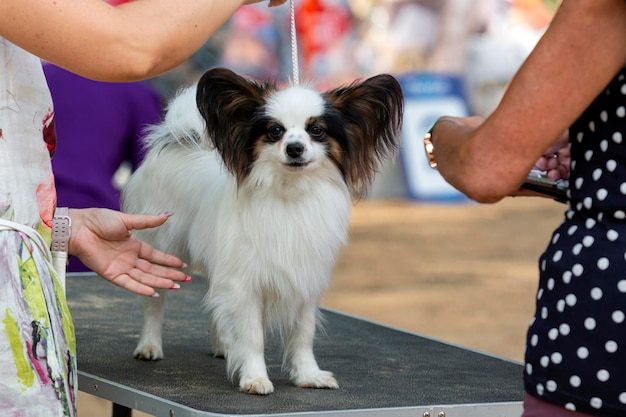 Cão da raça Papillon em uma exposição de cães